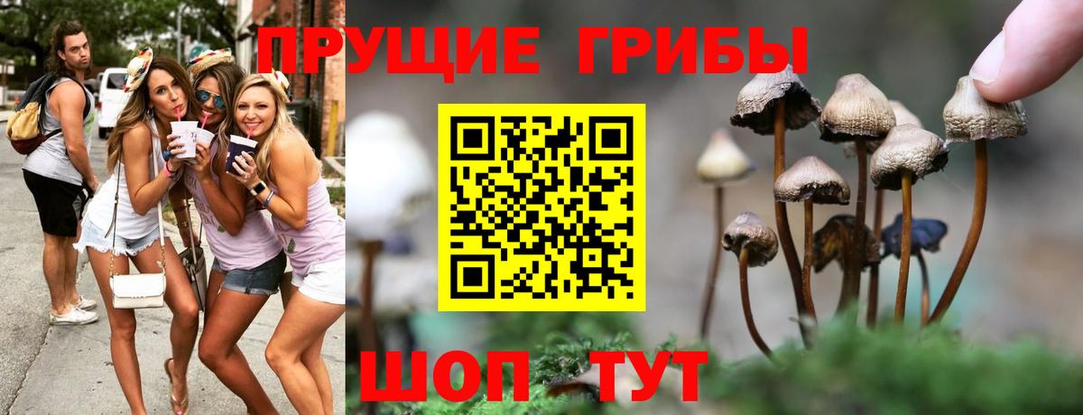 Псилоцибиновые грибы Psilocybine cubensis Майский